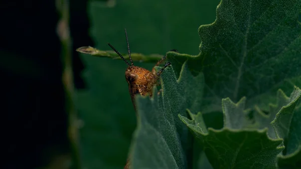 오렌지 메뚜기가 초록빛 — 스톡 사진