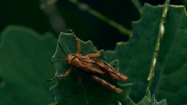 Details Van Een Oranje Sprinkhaan Een Aantal Groene Bladeren Van — Stockfoto