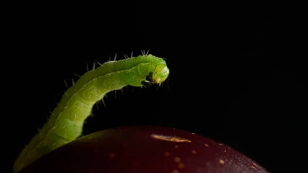 Detalhes Uma Lagarta Verde Uma Ameixa — Fotografia de Stock