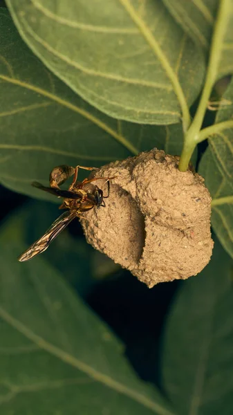 Wasp Building Its Nest — Stock fotografie