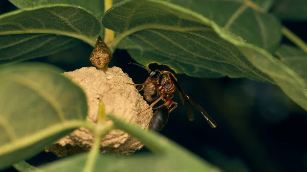 Une Guêpe Construisant Son Nid — Photo