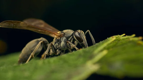 Guêpe Noire Jaune Perchée Sur Une Feuille Verte — Photo