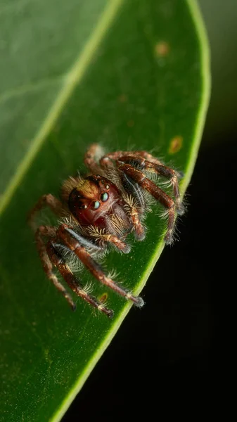 Détails Une Araignée Sauteuse Brune Sur Une Feuille Verte — Photo