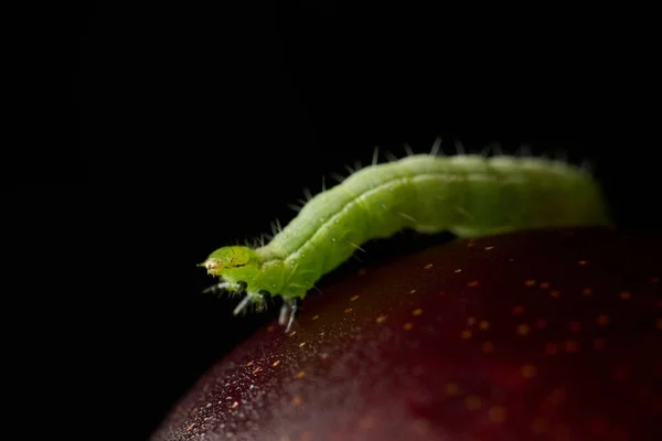 Детали Зеленой Гусеницы Сливе — стоковое фото