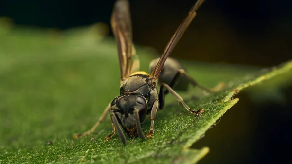 Black Yellow Wasp Perched Green Leaf — Stock fotografie