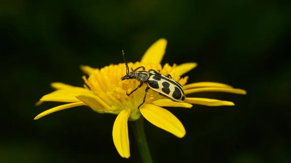 Camouflaged Yellow Black Insect Yellow Flower Image En Vente