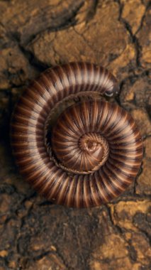 Details of a brown millipede on a tree