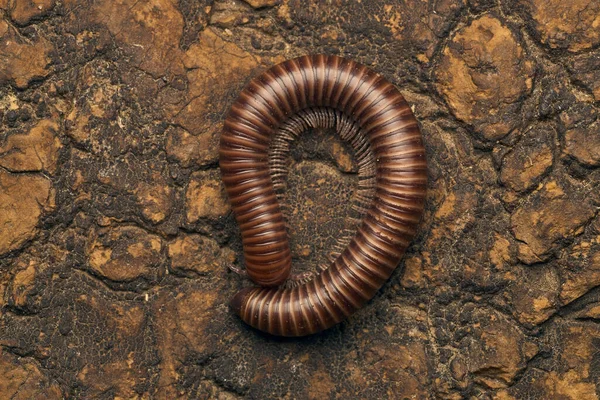 Details Brown Millipede Tree — Stok fotoğraf