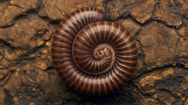 Details of a brown millipede on a tree
