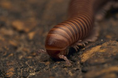 Ağaçtaki kahverengi kırkayağın detayları.