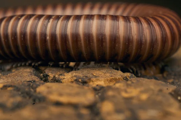 Details Brown Millipede Tree — Stock Photo, Image