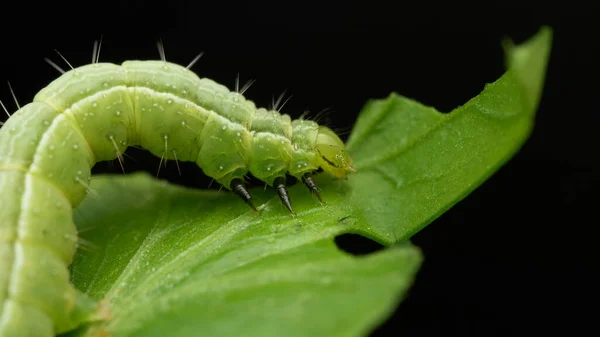 緑の葉を食べる緑の冬虫夏草 — ストック写真