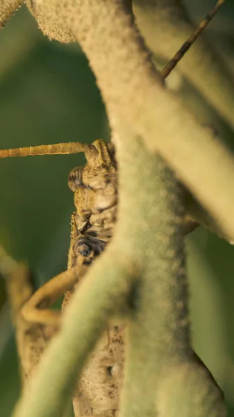 Nombreux Détails Une Sauterelle Brune Sur Herbe Verte — Photo