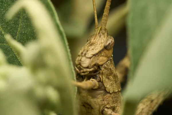 Veel Details Van Een Bruine Sprinkhaan Groen Gras — Stockfoto