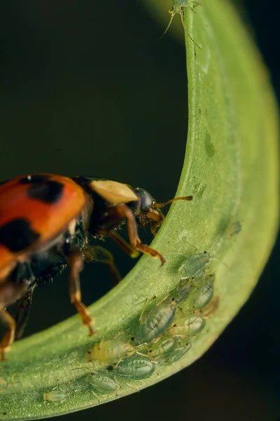 緑の草の上の赤いてんとう虫 — ストック写真