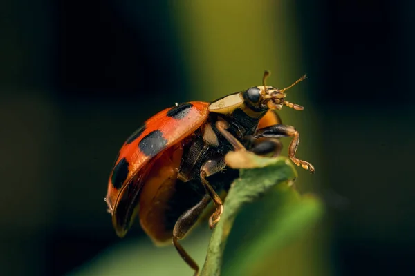 緑の草の上の赤いてんとう虫 — ストック写真