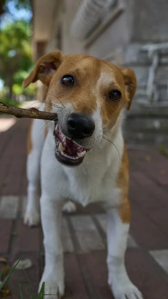 Brown Dan White Jack Russell Bermain Dengan Sebuah Branch — Stok Foto