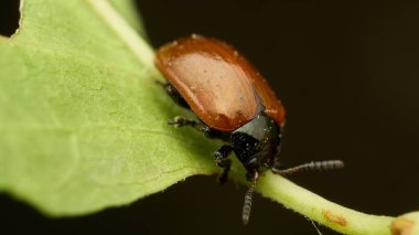 Yeşil yapraklı turuncu bir böceğin detayları.