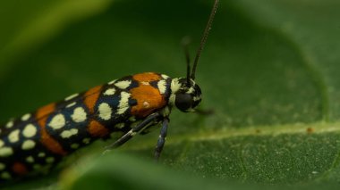 Yeşil bir dala tünemiş Harlequin Sigara Güvesi. Atteva pustulella