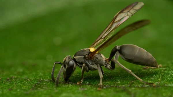Black Yellow Wasp Perched Green Leaf — ストック写真