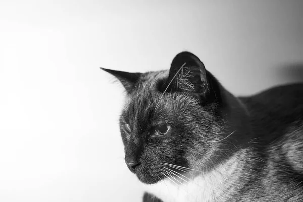 Černobílá Siamská Kočka Vypadá Uvolněná — Stock fotografie