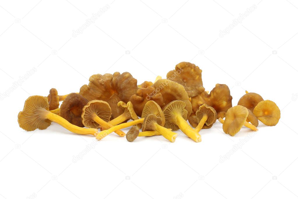 A bunch of wild edible funnel chanterelle mushrooms lie on a white background. Brown caps with decurrent pale gills and yellow hollow stalks. Craterellus tubaeformis aka yellowfoot or winter mushroom.
