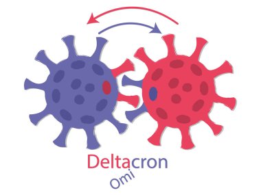Deltacron is a combination of delta and omicron. Recombination of viruses. Schematic drawing. Two viruses exchange their DNA. The exchange is shown by the color of the coronavirus spike proteins and arrows. Purple and pink on white.