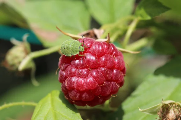 緑の盾のバグのニンフはラズベリーベリーに座って そのプロボシスでジュースを飲みます 害虫は作物を腐らせる Palomena Prasinaの4番目のインスタントニンフ Common Green Shieldbug 四段目又は様式 — ストック写真