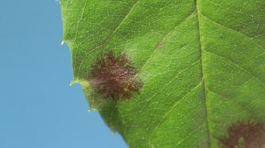 Mantar diplocarpon rosae 'nin sebep olduğu gül kara lekesi hastalığı. Yapraklardaki siyah noktalar dairesel ve kenarları delinmiş. Mavi arka planda rüzgarda dalgalanan bir gül yaprağının yakın çekim videosu..