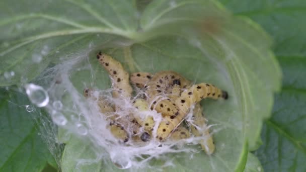 Larvae Ermine Moth Mooving Crawling Communal Larval Web Coiled Leaf — Stock Video