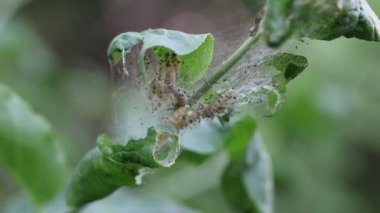 Rüzgarda dalgalanan yapraklarda ermin güvesi larvaları olan ortak bir larva ağı. Siyah noktalı açık sarı tırtıllar. Yakın çekim videosu.