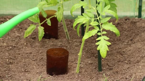 Tomatenpflanze Gewächshaus Mit Flaschenbewässerung Gießen Wasser Wird Aus Einer Gießkanne — Stockvideo