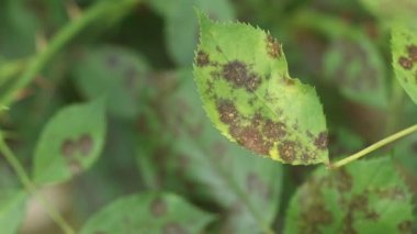 Mantar diplocarpon rosae 'nin sebep olduğu gül kara lekesi hastalığı. Yapraklardaki siyah noktalar dairesel ve kenarları delinmiş. Rüzgarda dalgalanan bir gül yaprağının yakın çekim videosu..