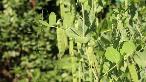 Video Green Pea Plant Swaying Wind Many Pods Tendrils Green — Video