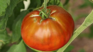 Cracks in the tomato fruit. A large red ripe tomato with cracked skin. Close-up video shows a cracked tomato hanging on the plant and swaying in the wind.
