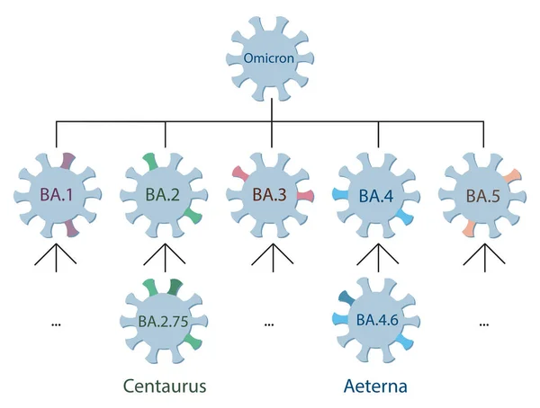 stock vector The new Omicron variants Centaurus BA.2.75 and Aeterna BA.4.6 are schematically represented on the Omicron genetic family  tree.Omicron variant and its main subtypes. Icons of Covid-19 viruses with names. 