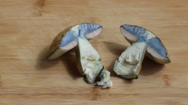 An wild edible mushroom Gyroporus cyanescens is cut in half with a knife on a cutting board. It first turns pink and then quickly turns blue. Also known as the bluing bolete or the cornflower bolete.