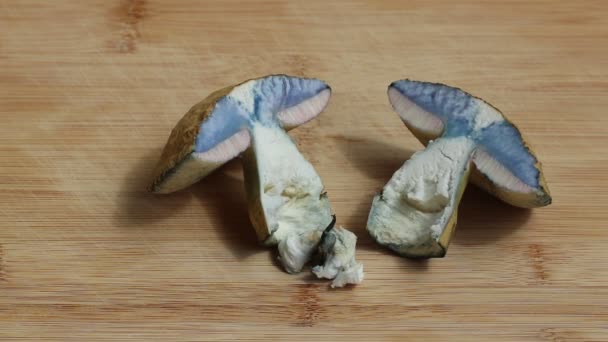 Wild Edible Mushroom Gyroporus Cyanescens Cut Half Knife Cutting Board — Stock video