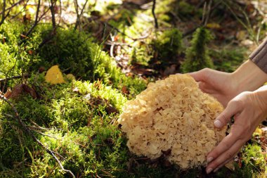 A wild edible fungus Wood Cauliflower (Sparassis crispa) growing in the forest. A woman's hands embrace it. It has a yellowish creamy wavy surface, resembling lasagna noodles or sponge. Also known as Sparassis latifolia, Hanabiratake or Fette Henne. clipart
