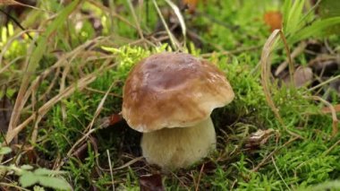 Ormanda genç ve vahşi bir Porcino mantarı yetişiyor. El, mantarı yerden çıkarıp kameraya göstererek mantarı topluyor. Mantar toplama tekniklerinden birinin tanıtımı: kesme yerine toplama. 