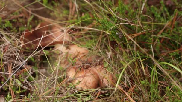 Ein Wilder Essbarer Safran Milchkappenpilz Wächst Wald Versteckt Gras Hand — Stockvideo