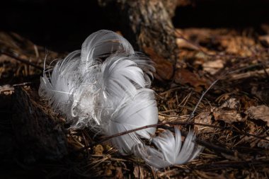 Yeşil arkaplanda beyaz tüyler 