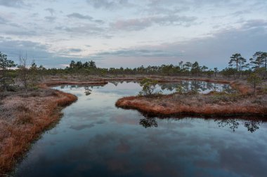 Ormandaki gölün güzel manzarası 