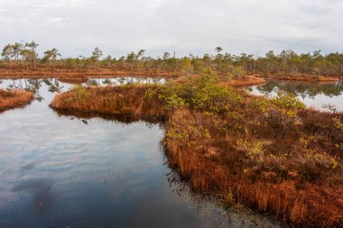 Bulutlu bir günde, gölde ağaçlarla dolu nehir kıyısına. 