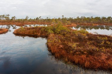 Bulutlu bir günde, gölde ağaçlarla dolu nehir kıyısına. 
