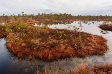 Bulutlu bir günde, gölde ağaçlarla dolu nehir kıyısına. 