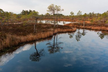 Bulutlu bir günde, gölde ağaçlarla dolu nehir kıyısına. 