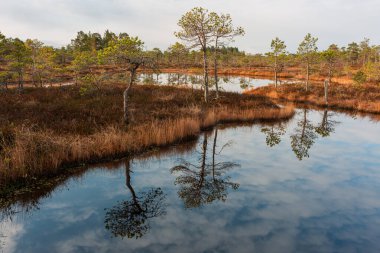 Bulutlu bir günde, gölde ağaçlarla dolu nehir kıyısına. 