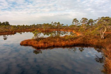 Bulutlu bir günde, gölde ağaçlarla dolu nehir kıyısına. 