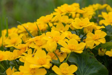 Bahçedeki sarı çiçekler